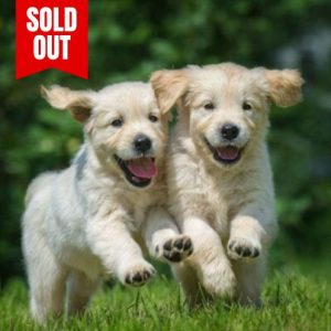 Puppy Class - Saturdays (9:30AM) - Ferndown