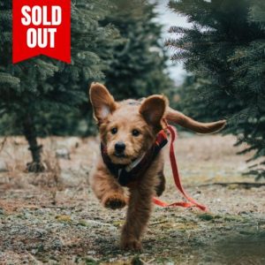 Puppy Class - Tuesdays (7PM) - Ferndown