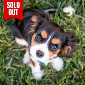 Puppy Class - Saturdays (9:30AM) - West Moors